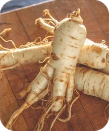 Illustrated plate of Chinese ginseng root, one of the eight plants named on the Inside Protoflow listing card