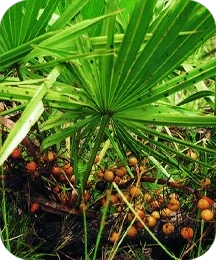 Illustrated plate of saw palmetto fruit, one of the eight plants named on the Inside Protoflow listing card