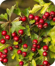 Illustrated plate of hawthorn fruit, one of the eight plants named on the Inside Protoflow listing card