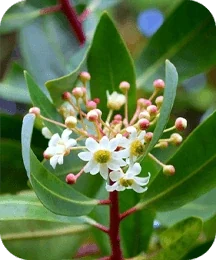 Illustrated plate of catuaba bark, one of the eight plants named on the Inside Protoflow listing card
