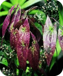 Illustrated plate of epimedium sagittatum, one of the eight plants named on the Inside Protoflow listing card